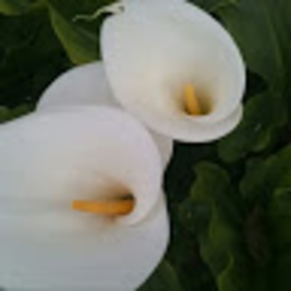 Meet your Posher, Patty - Picture 1 of 1